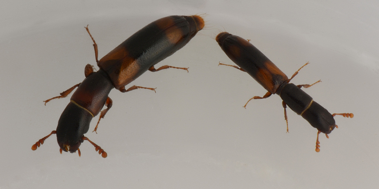 Trogositidae:   Nemozoma caucasicum